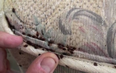 Bedbug Infestation Tips – How to Handle Them, How to Prevent Them, and Who’s Fault They Are…